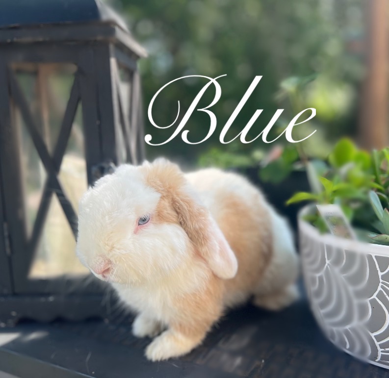 Blue, a cream and fawn Holland Lop buck with blue eyes, sitting on the deck