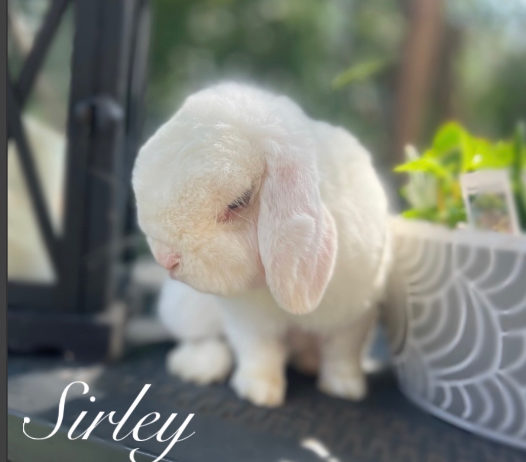 Sirley, a white Holland Lop buck, sitting on the deck beside a lantern