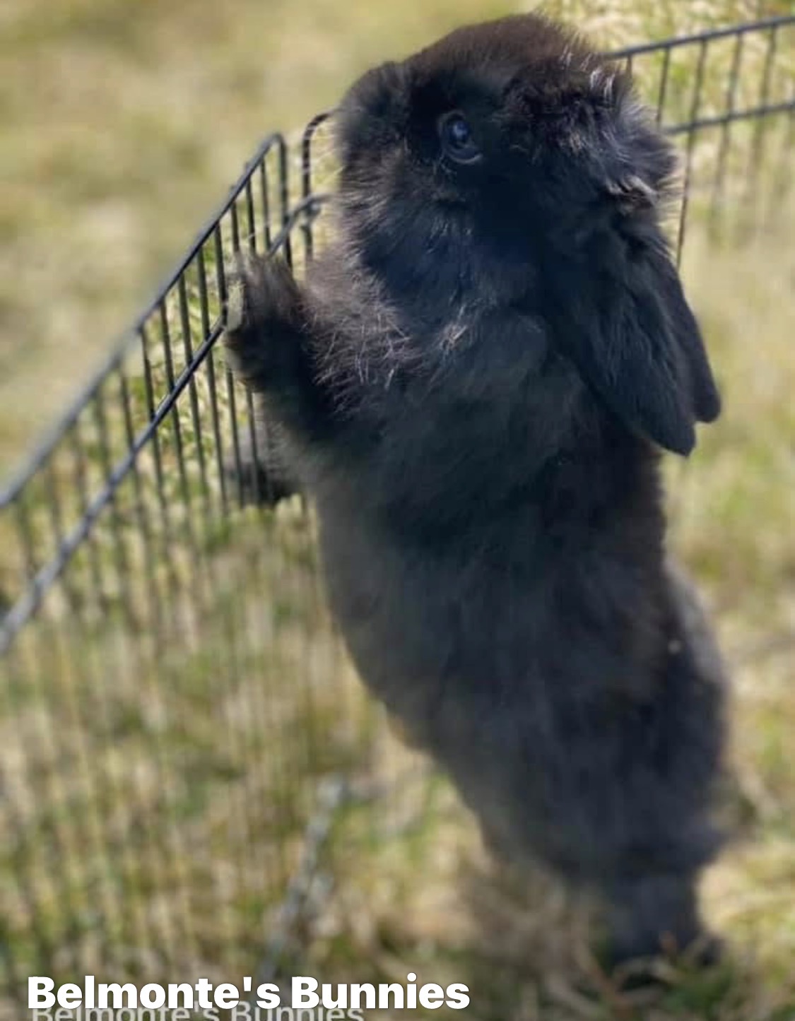 A black Holland Lop standing up tall against an outdoor wire pen in sunlit grass