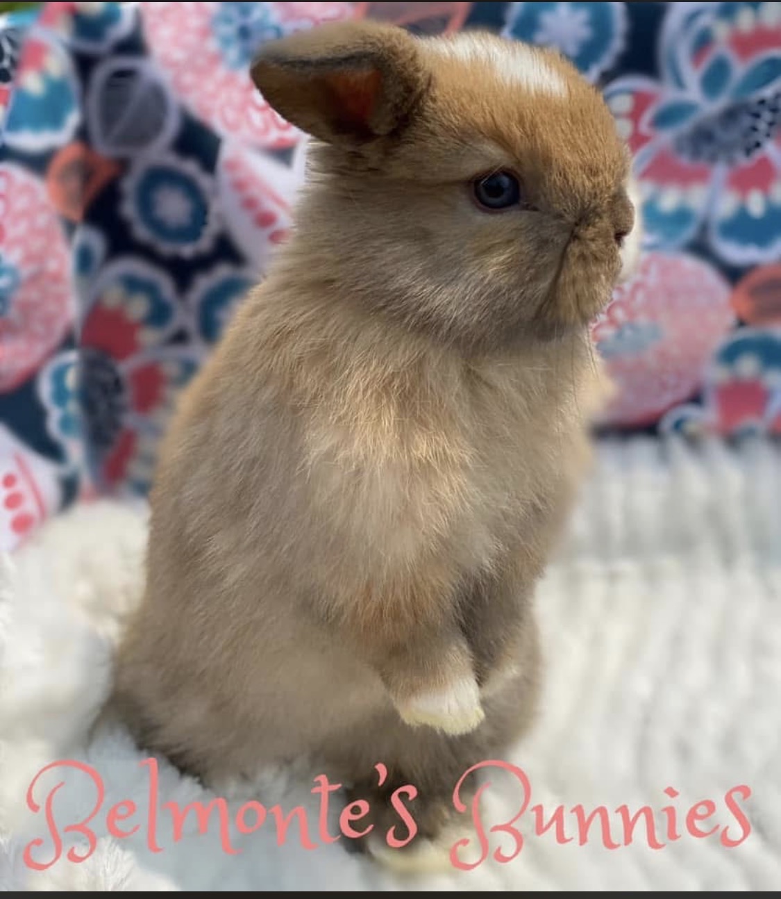 A fawn coloured baby bunny sitting upright on a white fluffy blanket