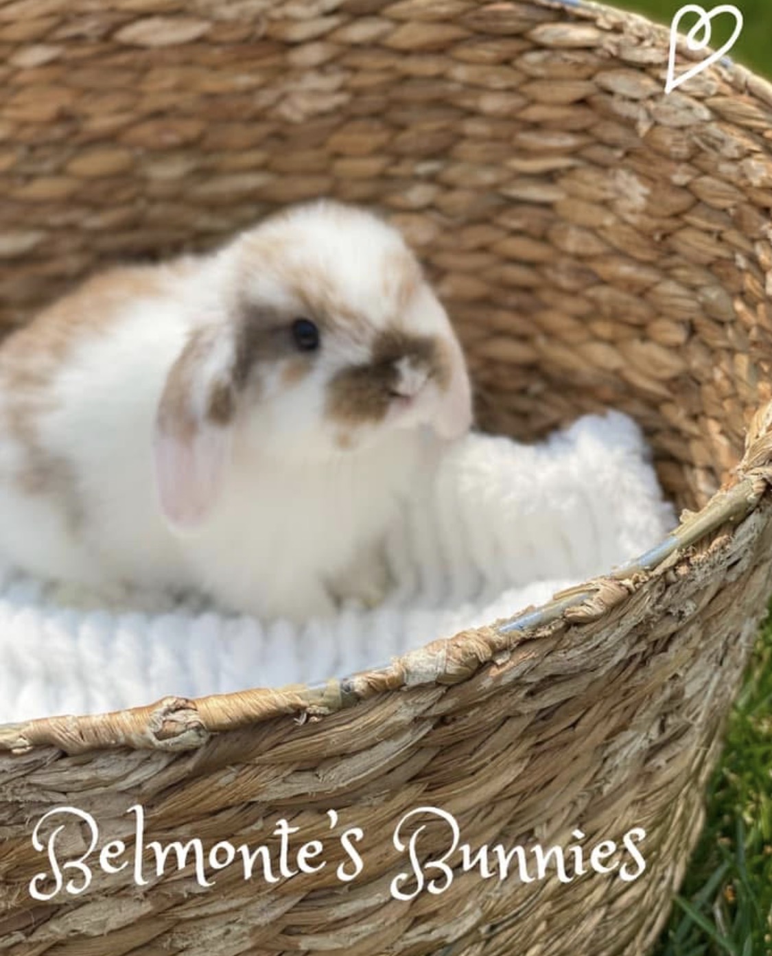 A broken tort Holland Lop tucked into a woven basket on the grass