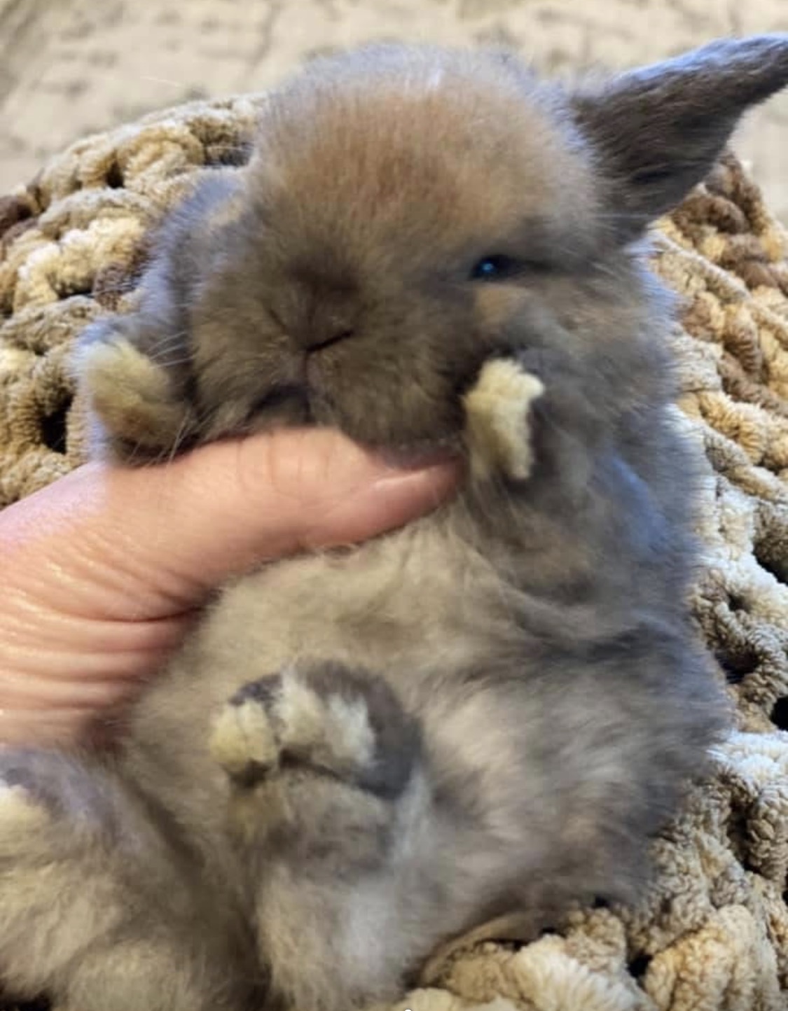 A sable Holland Lop baby being cradled and hand fed on a cream knit blanket
