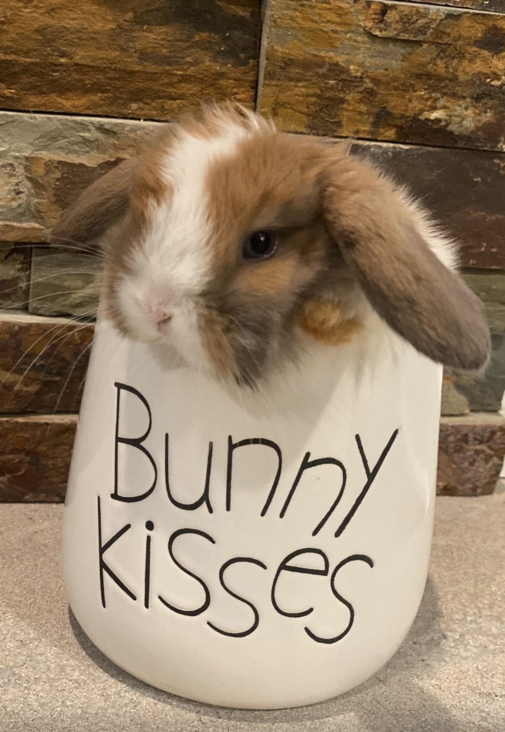 A tort and white Holland Lop peeking out of a ceramic mug that reads Bunny Kisses