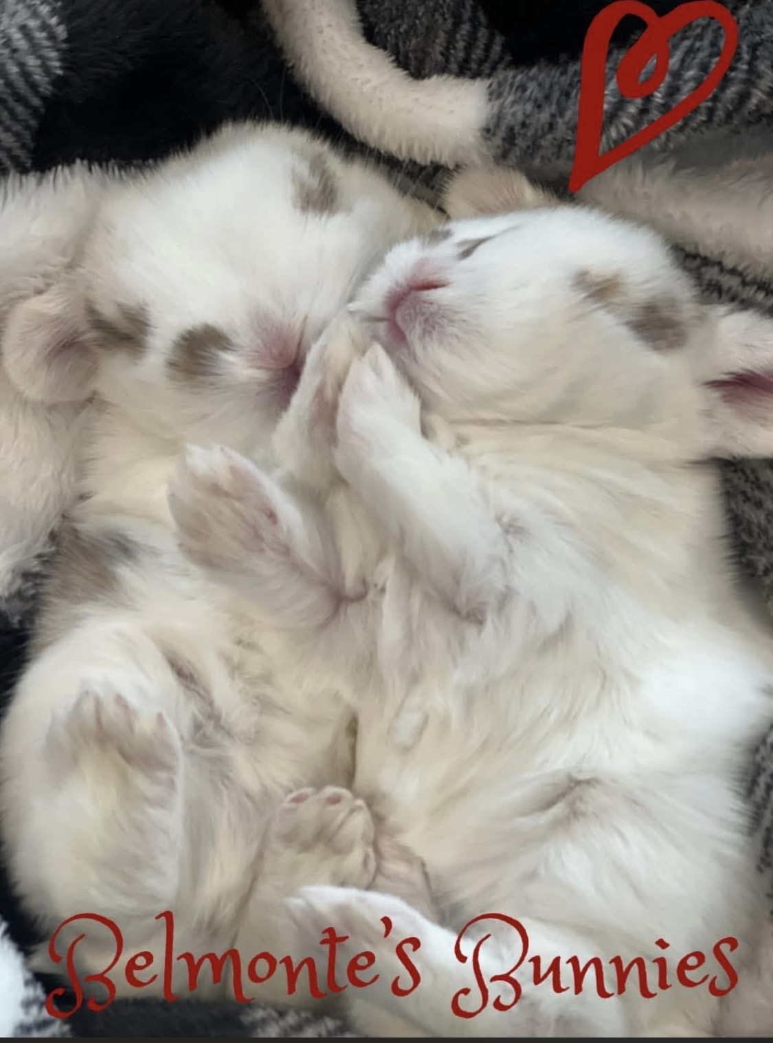 Two white and spotted baby bunnies curled up asleep together on a grey plaid blanket