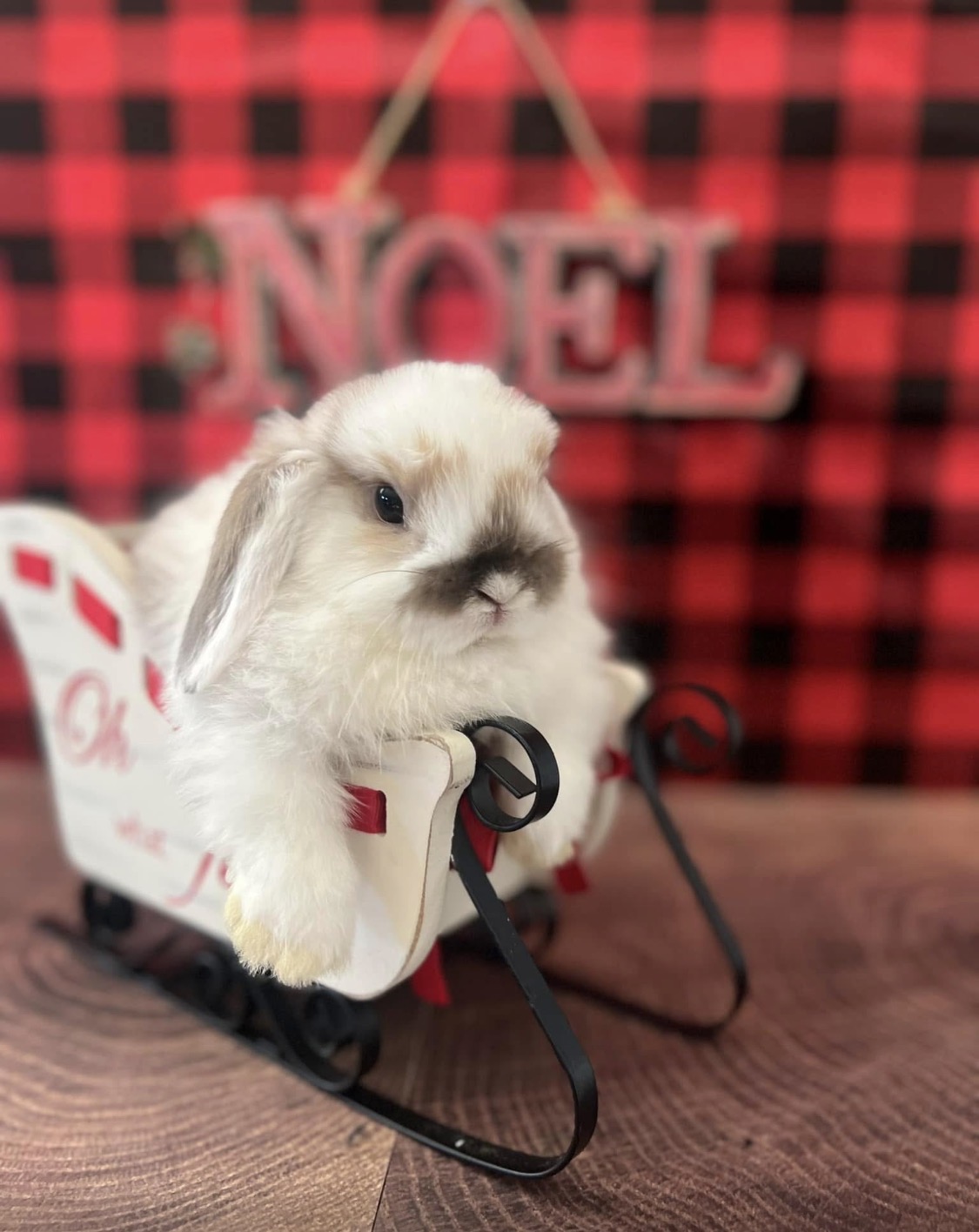 A white and sable Holland Lop sitting in a small white sleigh against a red plaid Noel backdrop