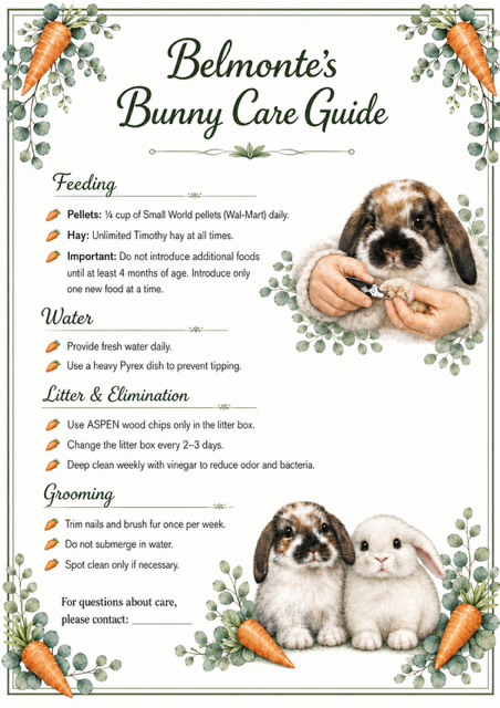 The printed Belmonte's Bunny Care Guide, covering feeding, water, litter and grooming