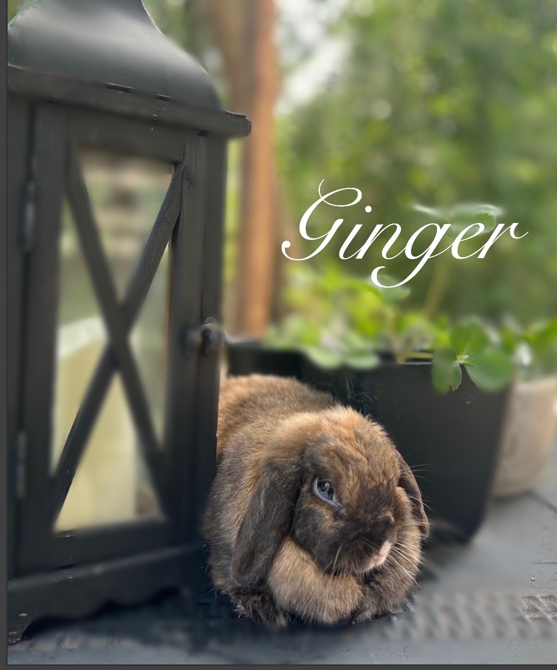 Ginger, a chestnut Holland Lop doe, resting on the deck by a planter