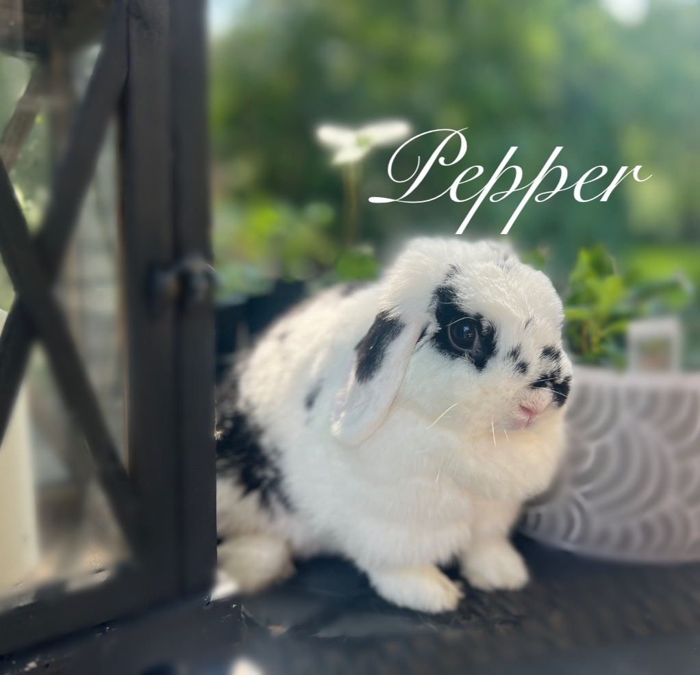 Pepper, a black and white spotted Holland Lop doe, sitting on the deck