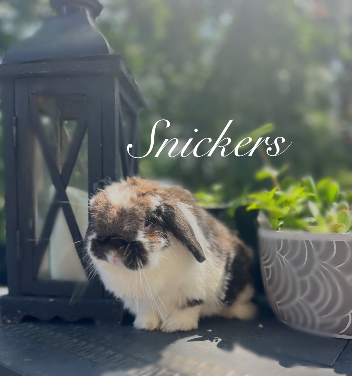 Snickers, a broken chocolate and white Holland Lop doe, sitting beside a lantern